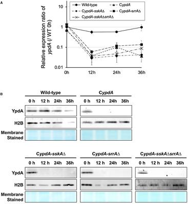 Downregulation of the ypdA Gene Encoding an Intermediate of His-Asp Phosphorelay Signaling in Aspergillus nidulans Induces the Same Cellular Effects as the Phenylpyrrole Fungicide Fludioxonil